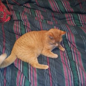 Meet your Posher, Penny